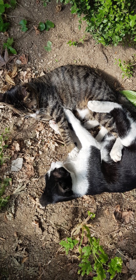 고양이