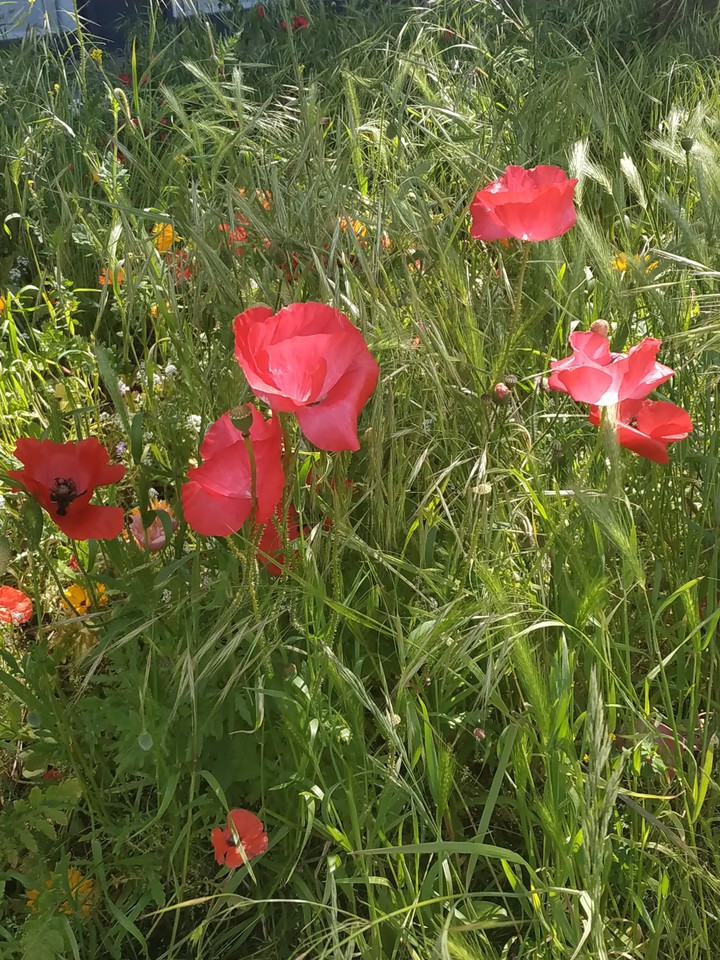 poppies