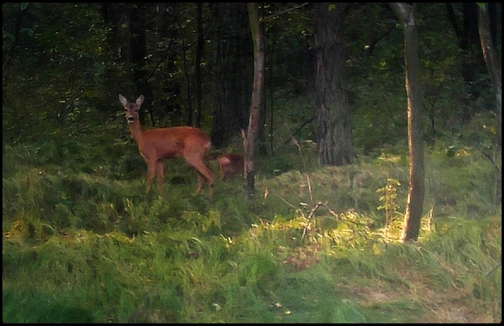 nature wild