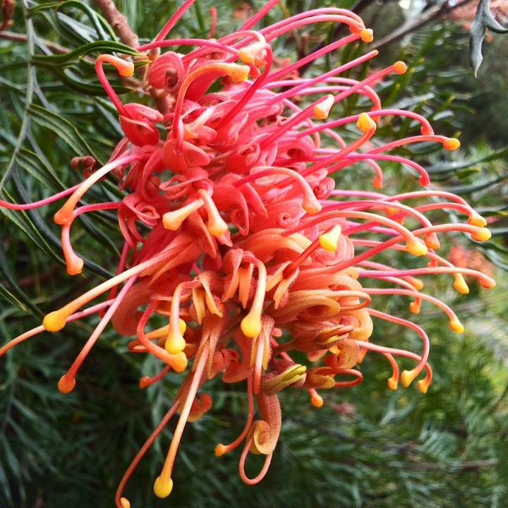 Grevillea.