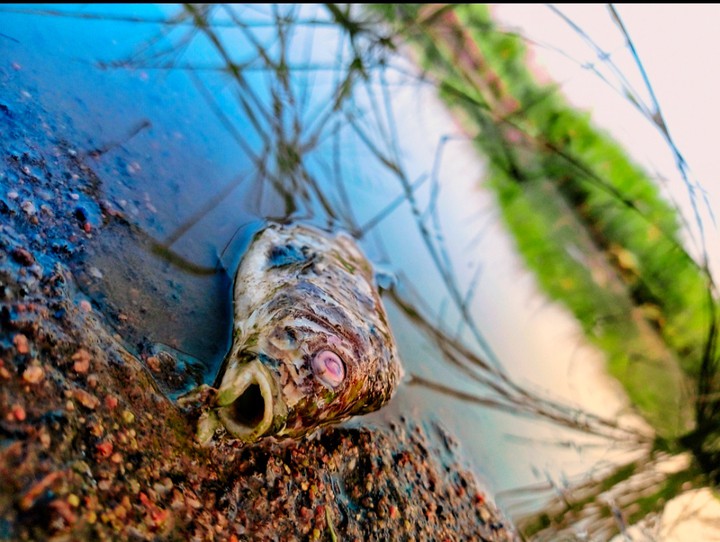 fish