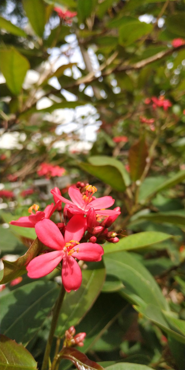 Morning Flower #1
