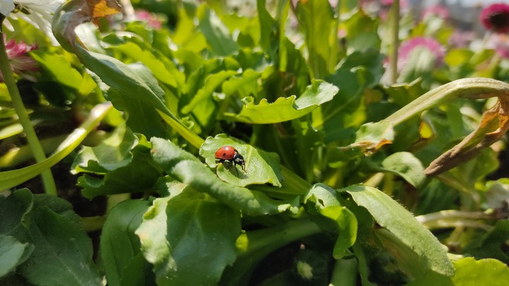 ladybug❤️