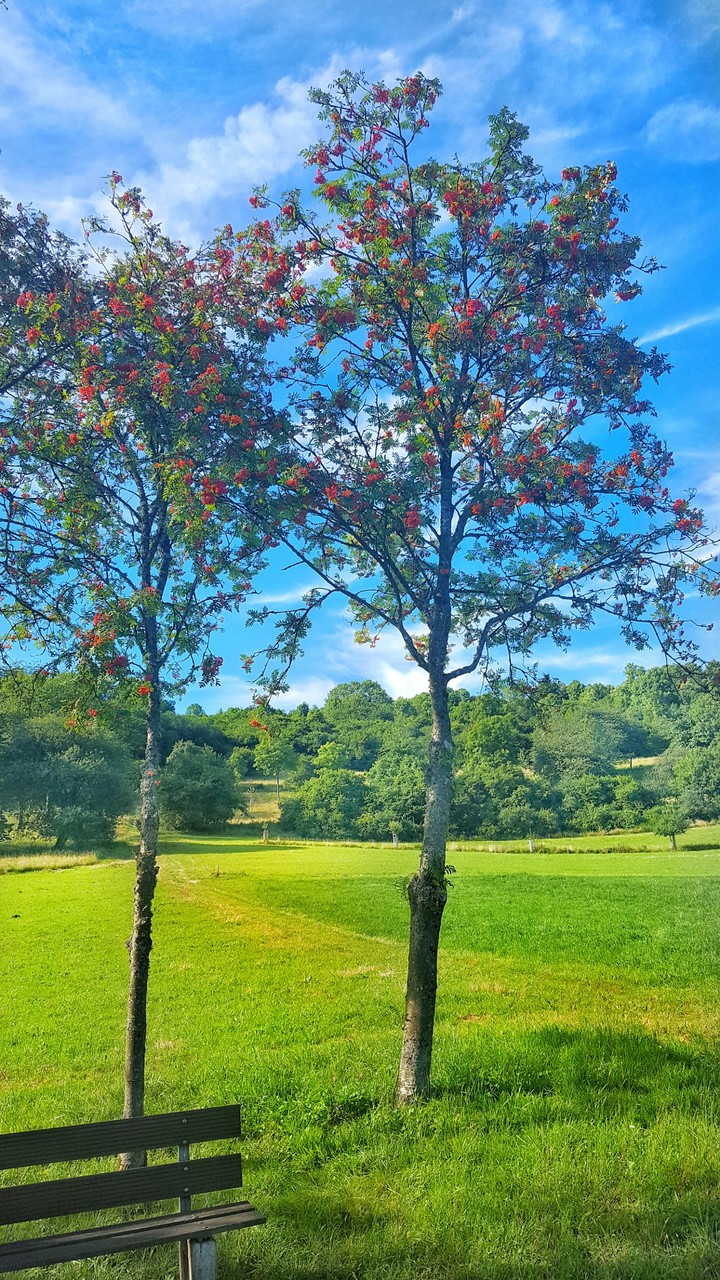 tree