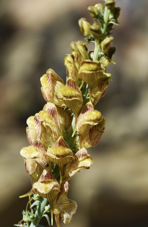 wildflower, plant wallpapers