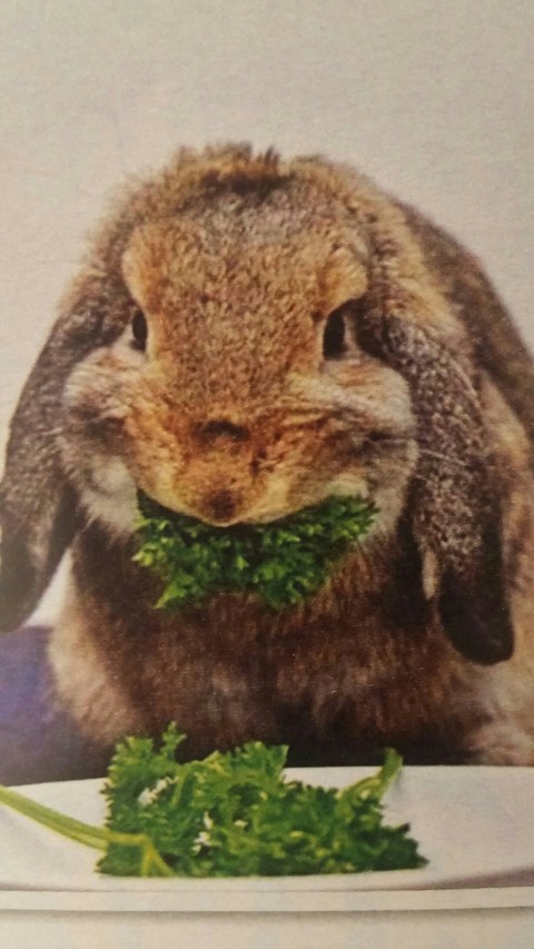 Rabbit