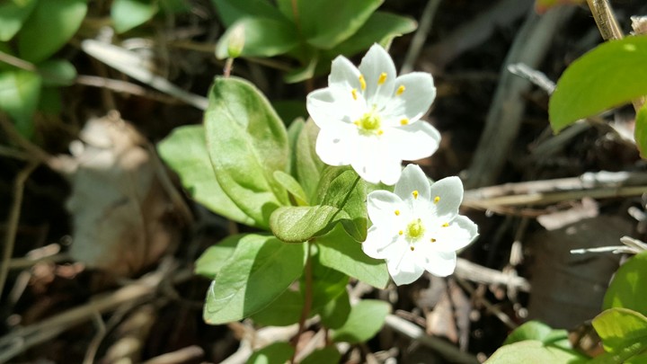 Europeen Starflower