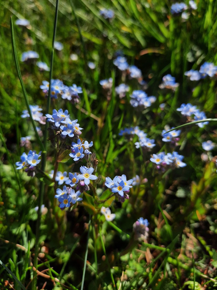 Forget me not