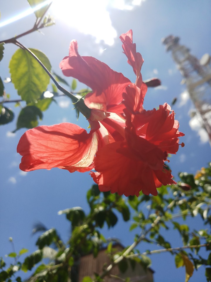 shoe flower