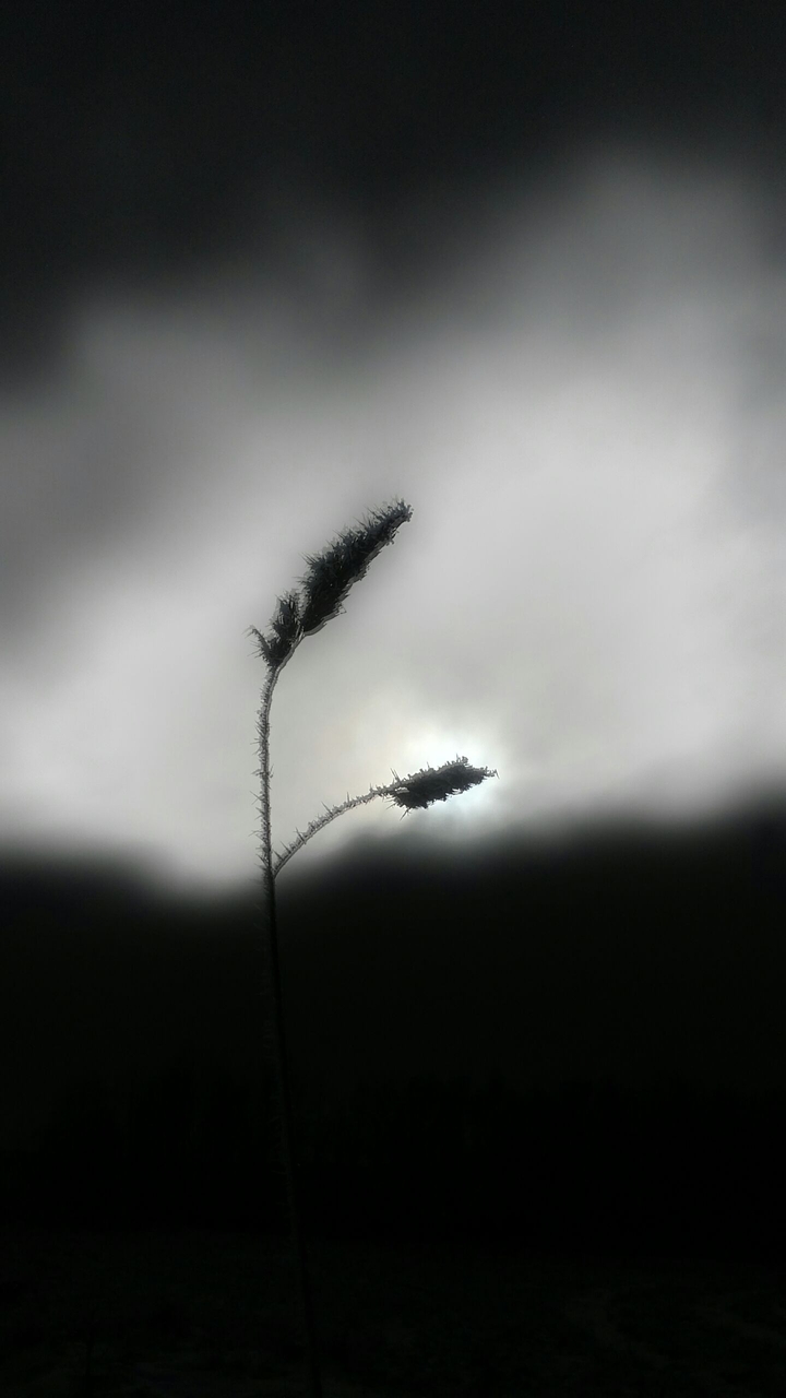 Grass and sun look beautiful together