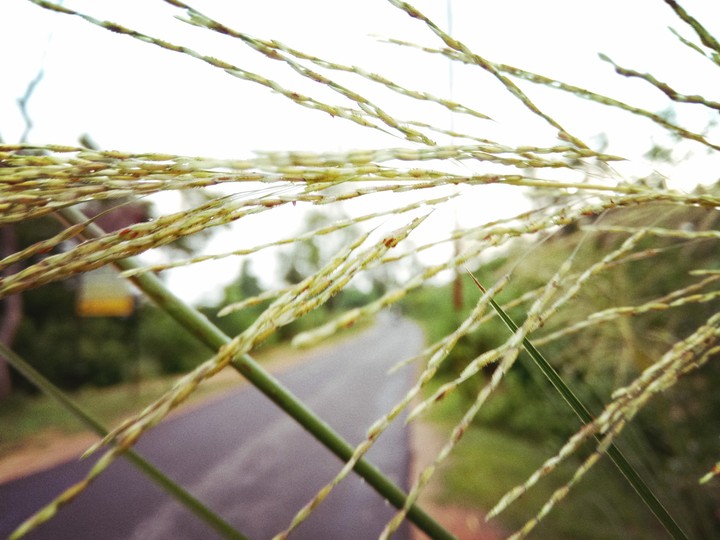 roadside
