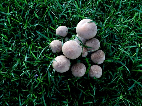 Mushroom Gathering