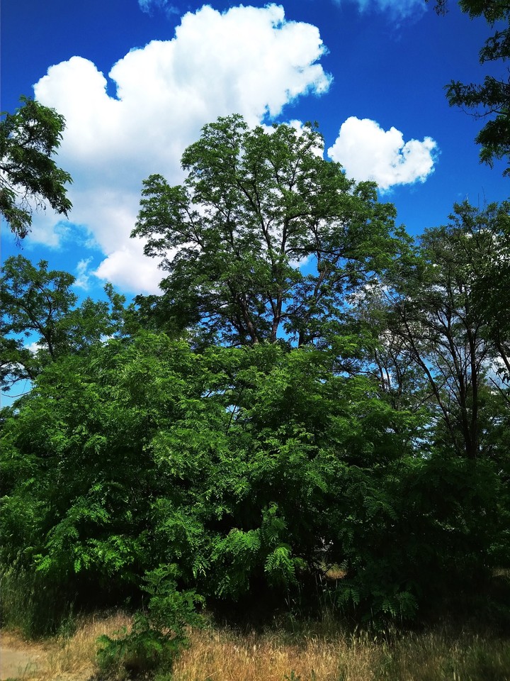 Trees