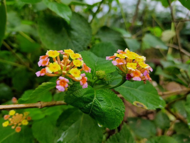 Flowers
