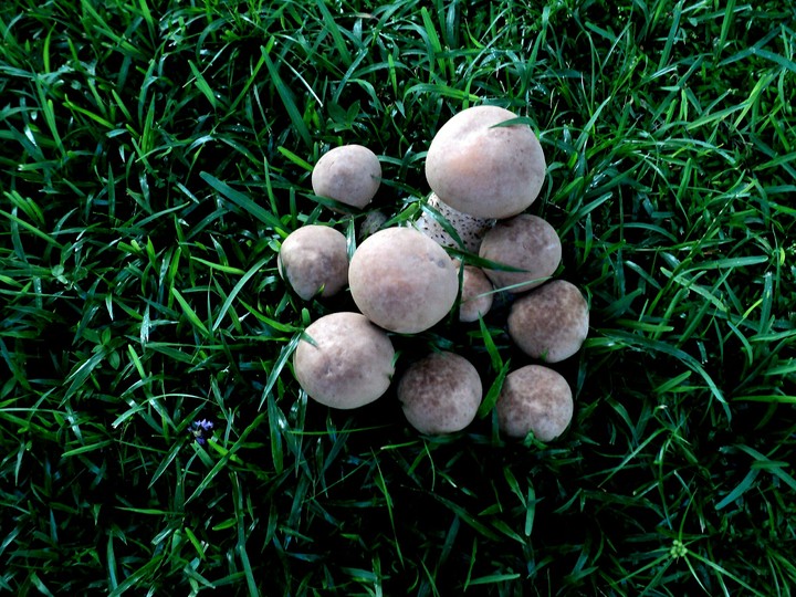 Mushroom Gathering