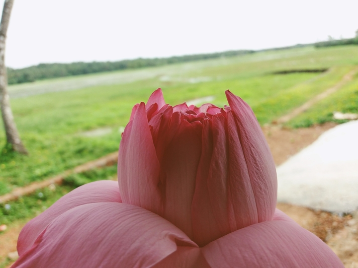 flower in lotus