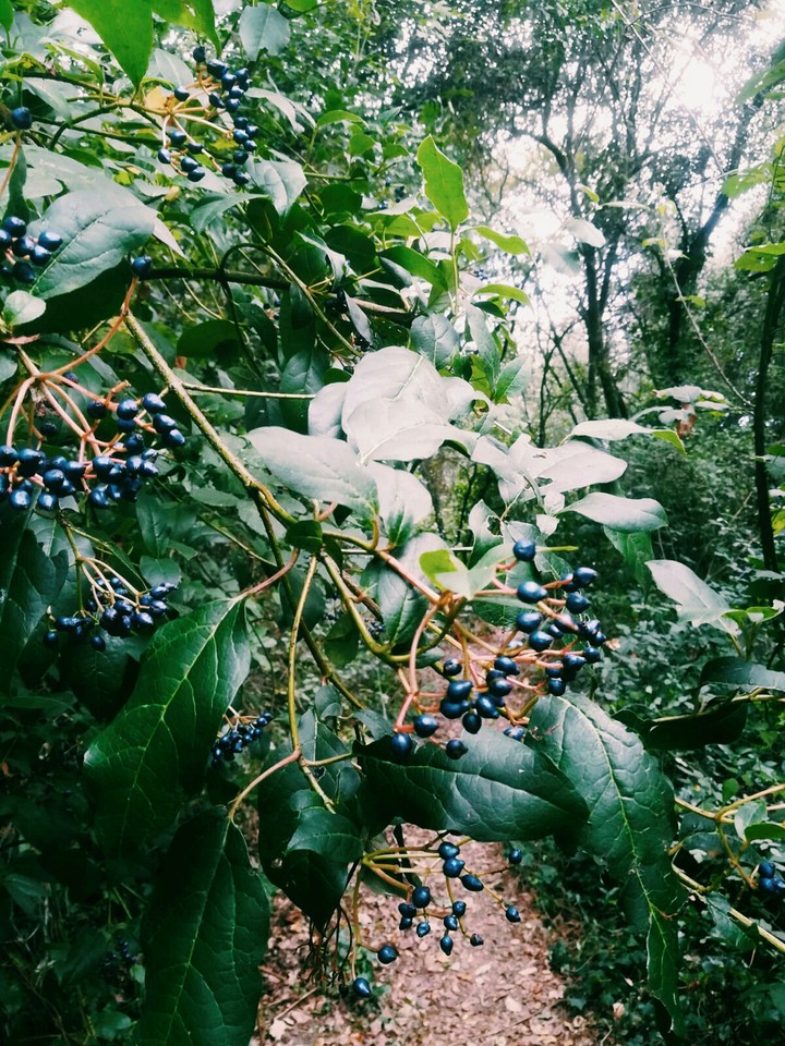 Otoño