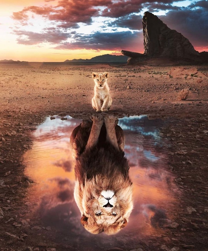 Lion fr