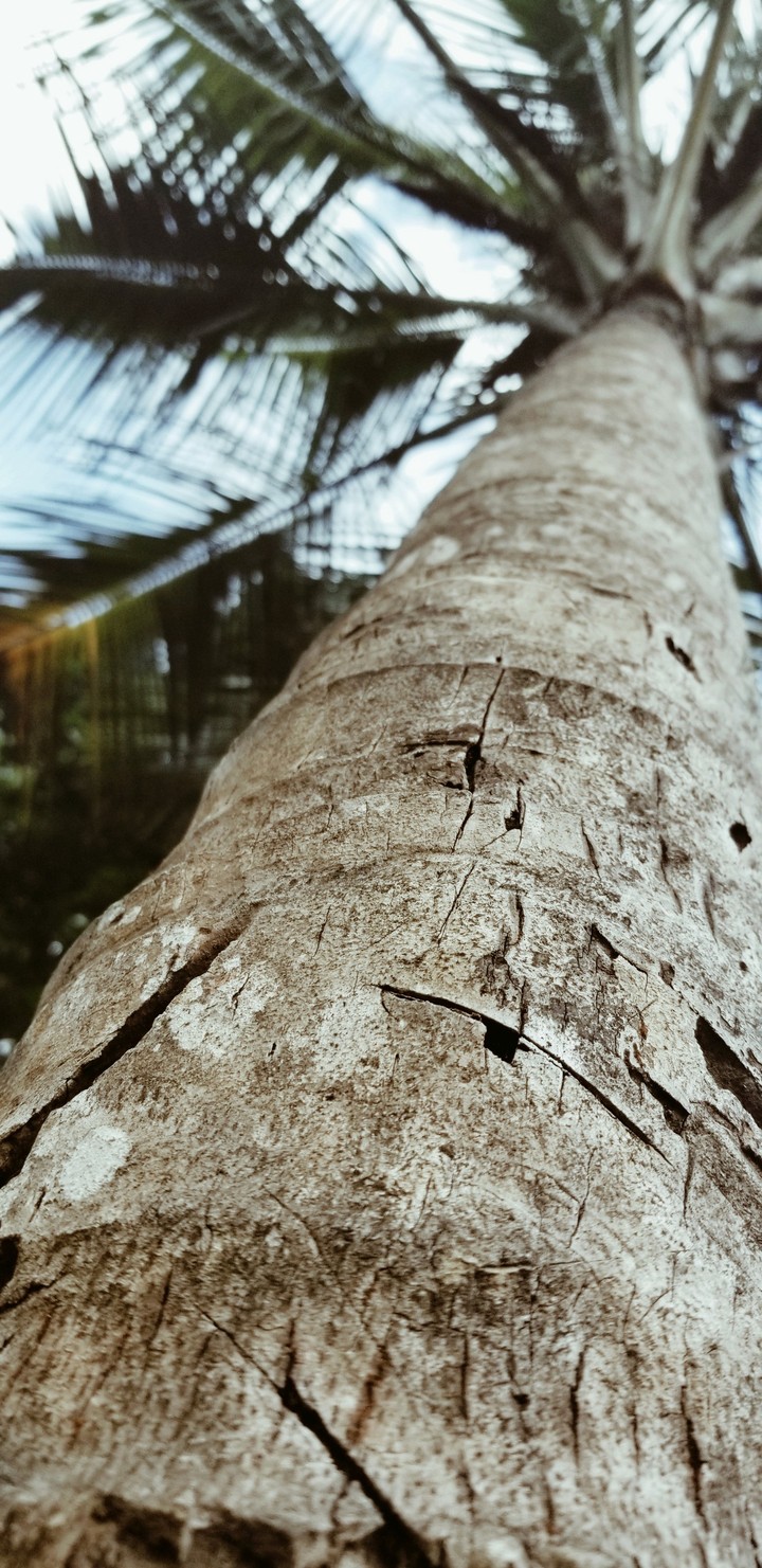 coconut tree