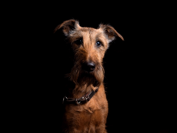 Irish Terrier Dog Muzzle