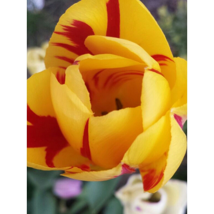 Tulpe