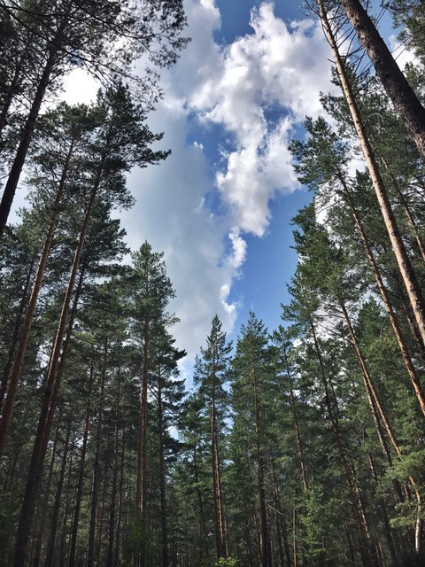 Forest