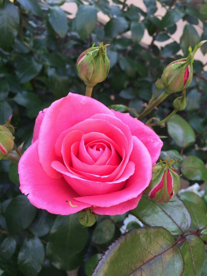 Rose