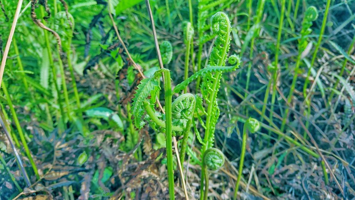 hoa thơm cỏ lạ