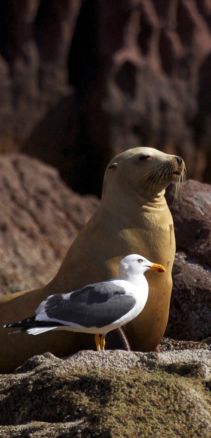 sealion seagull