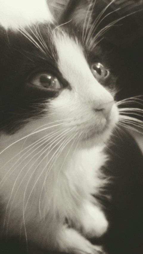 hình nền nose, cat