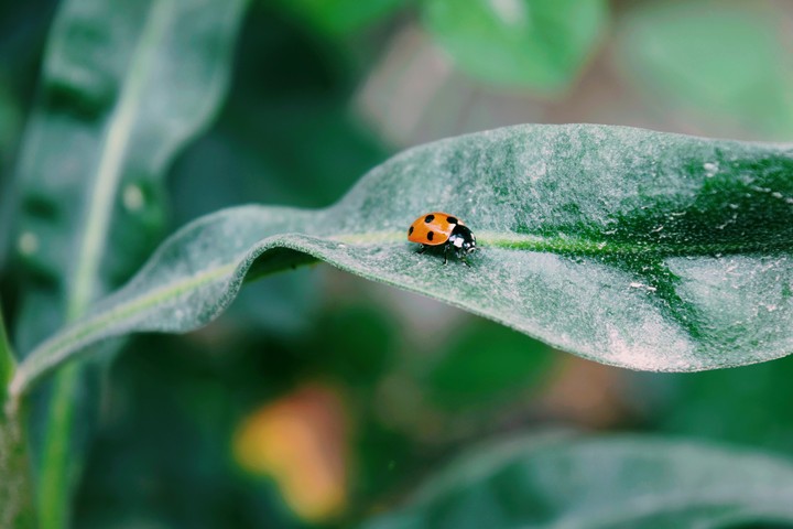 Ladybird on leaf.