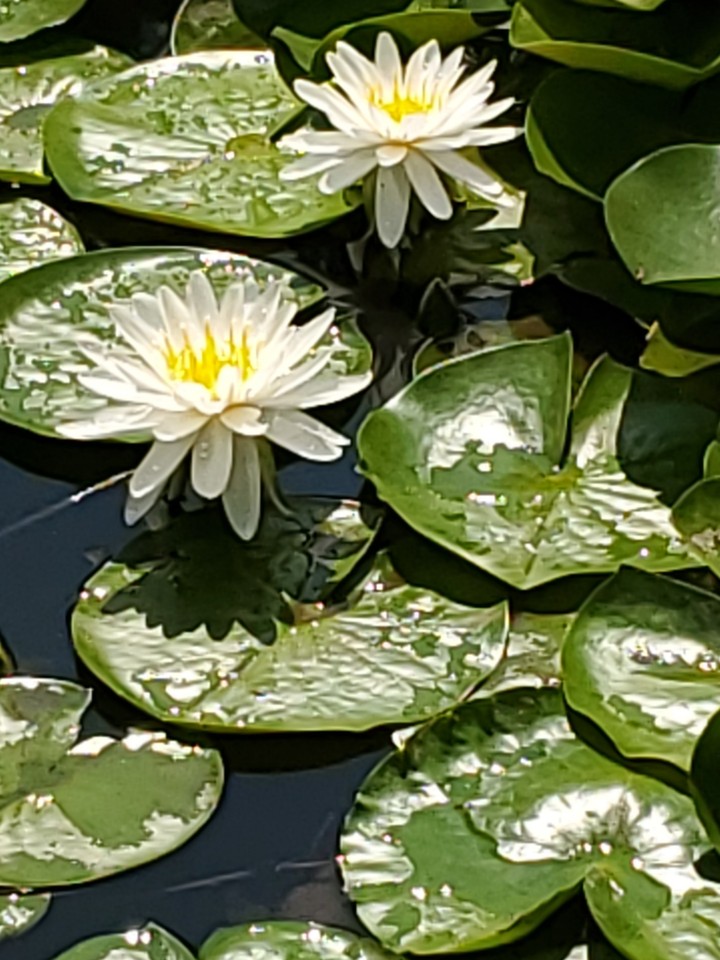 Lilly pads in the park