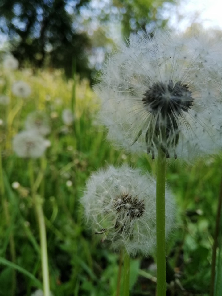 nature