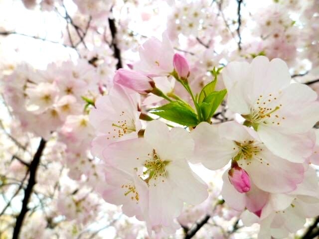 japan sakura