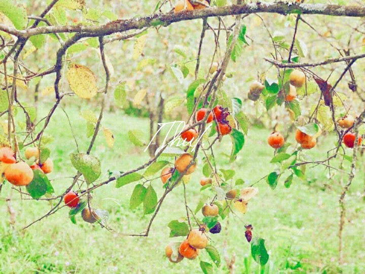 album hồng