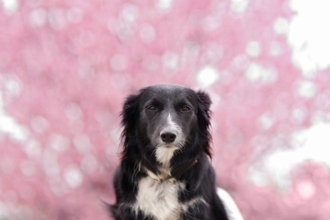 The Border Collie Because There Is No Better Dog