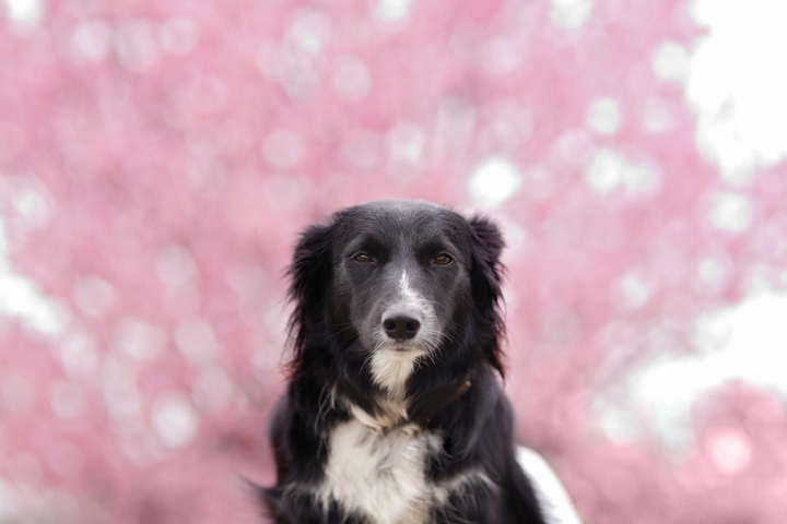 The Border Collie Because There Is No Better Dog