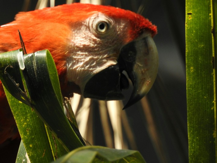 arara
