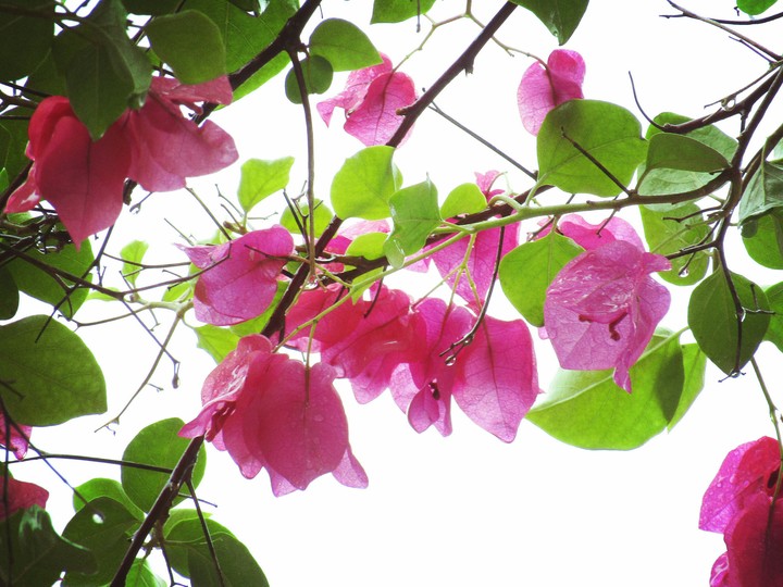 Flower and leaves