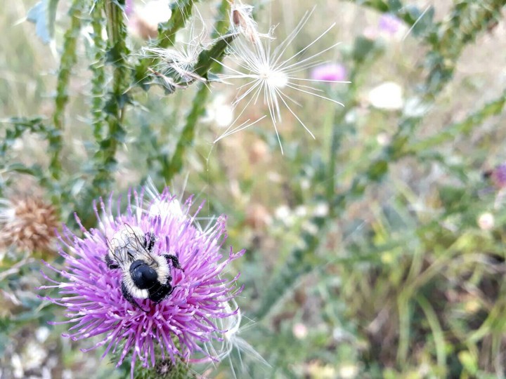 nature