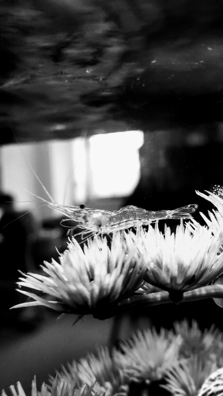 Ghost Shrimp