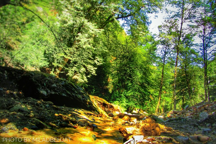the beautiful nature of iran,the nahar khoran jungle