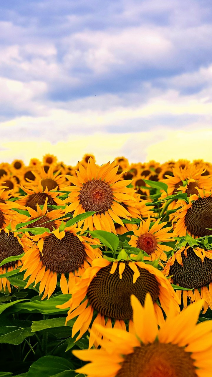 Sunflowers 1
