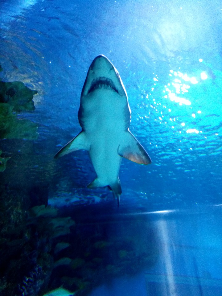 shark