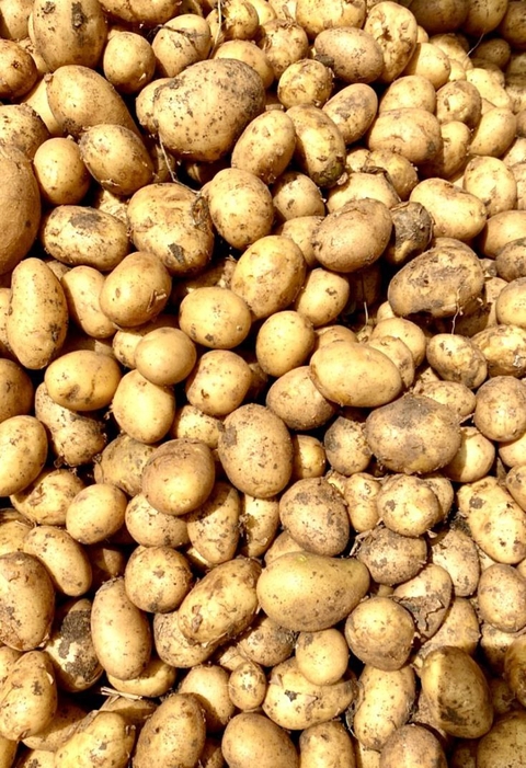sfondi Ingredient, Potato