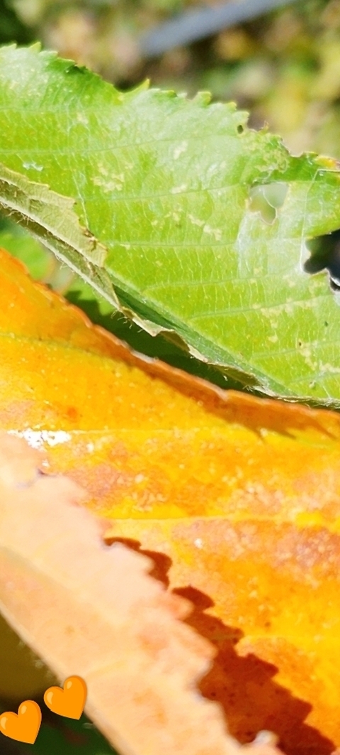 тапети Orange, Yellow