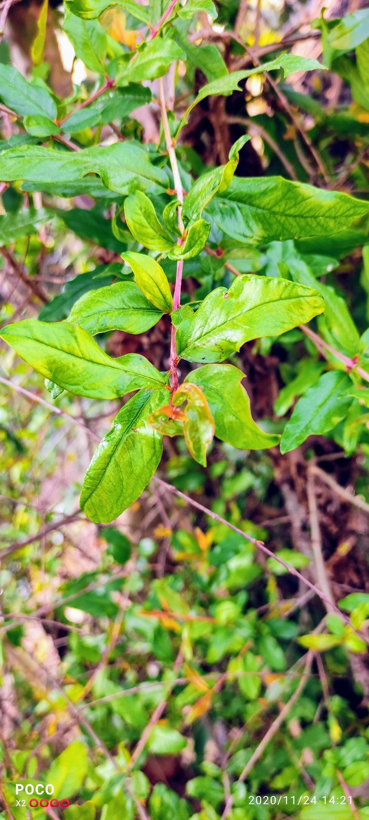 Leafs