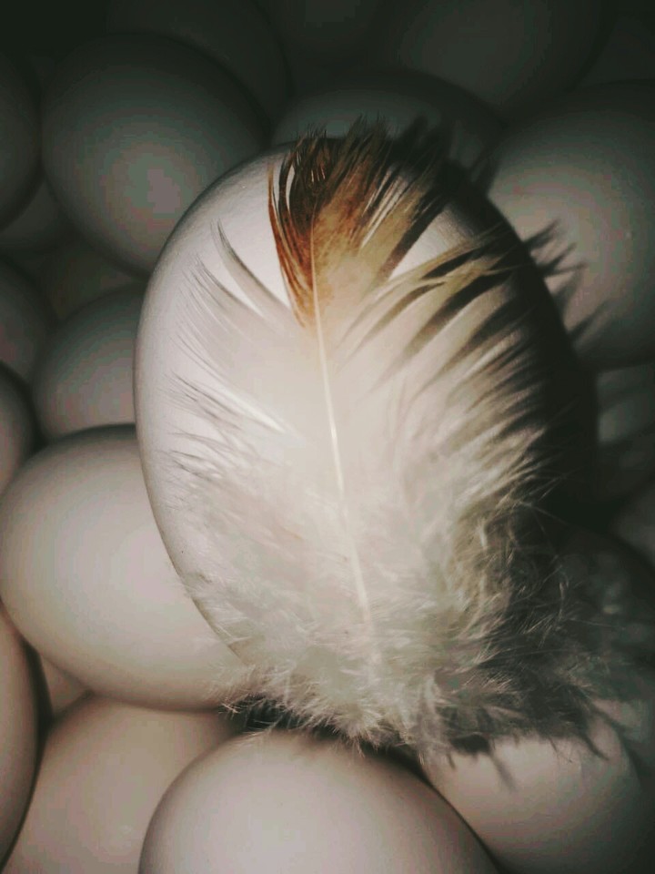 eggs