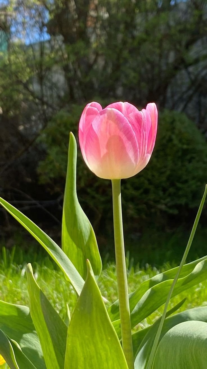 pink, Close-up háttérképek