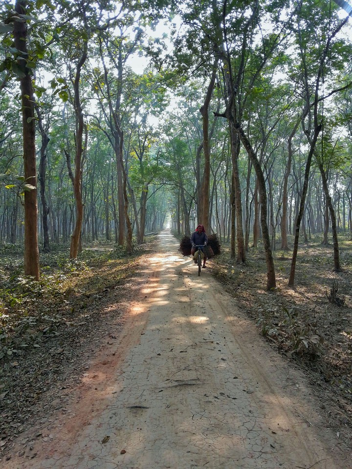through the forest